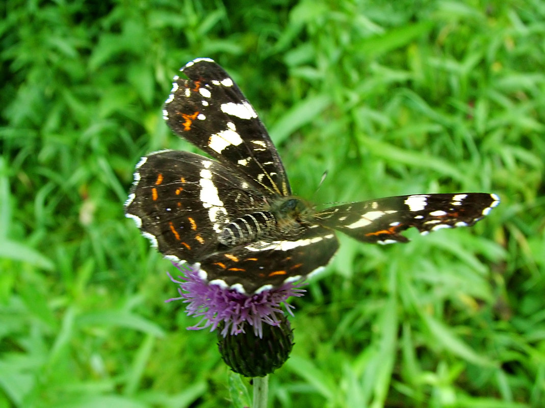 Бабочка Пестрокрыльница (Araschnia levata L.) - Генрих Сидоренко