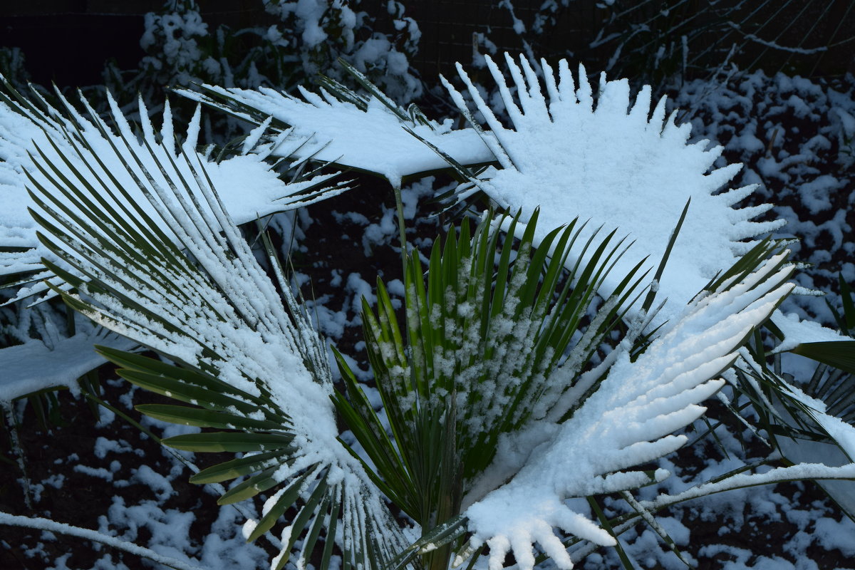 снег на пальме - Stas Beloglazov