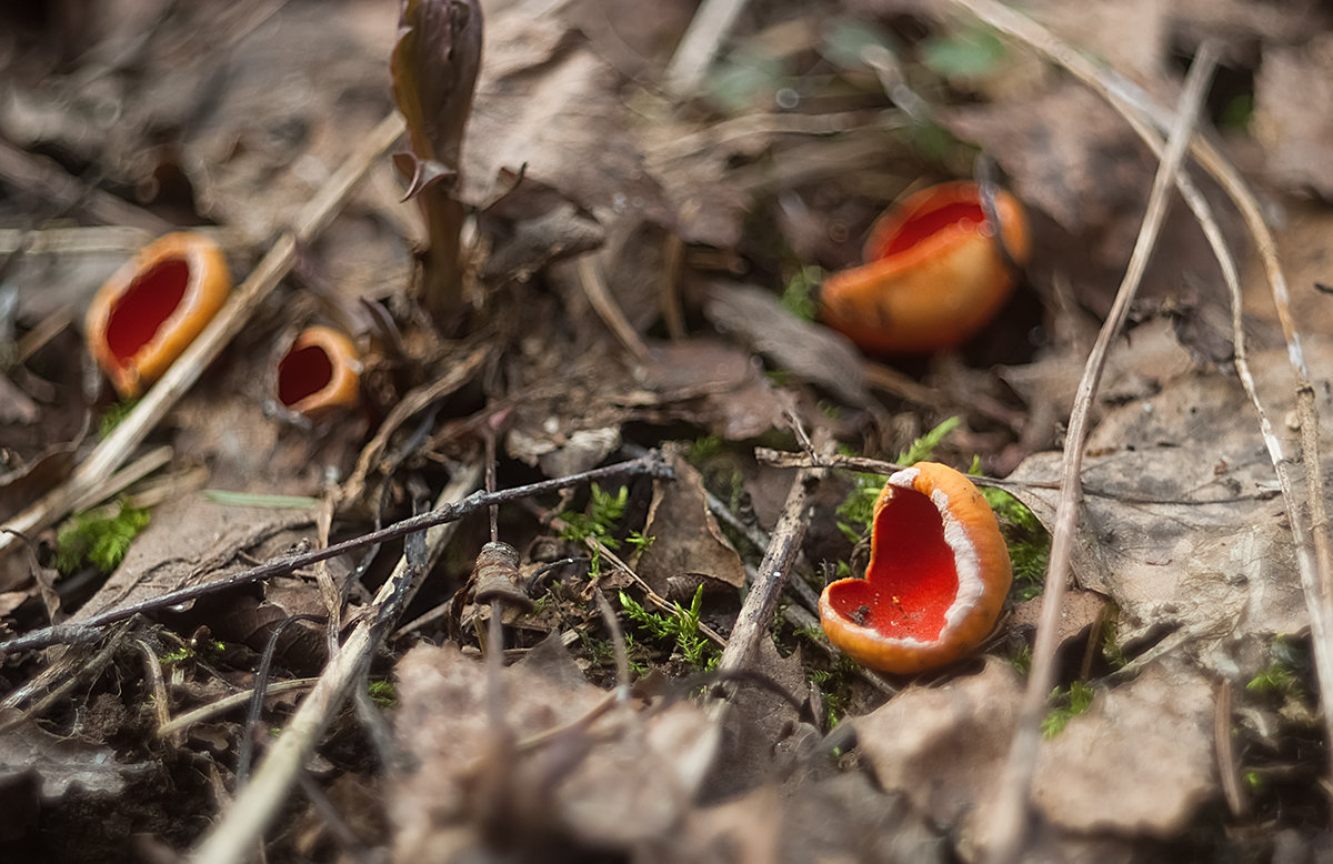 ...грибы...весенний лес... - Андрей Гр