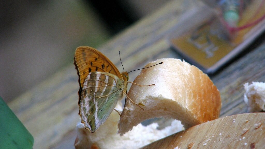 Любопытная бабочка - Елена S