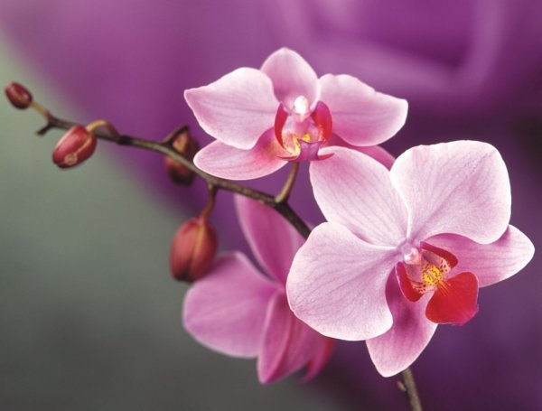 Орхидея - Алина Троицкая