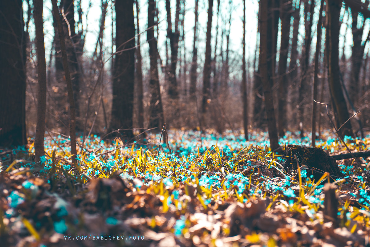 first flowers in forest - Сергей Бабичев