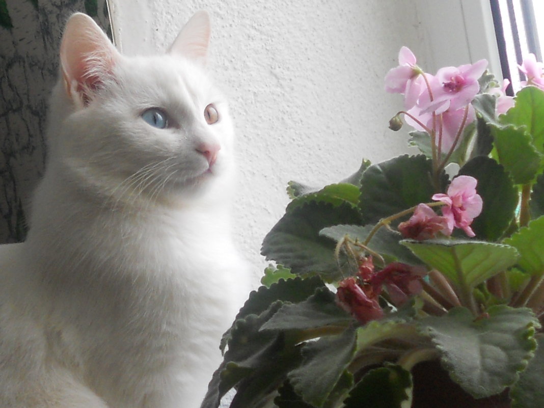 Кот в ожидании весны - алексей затеев