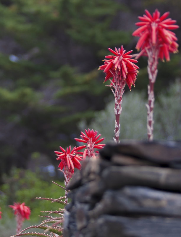 цветение кактусов - liudmila drake