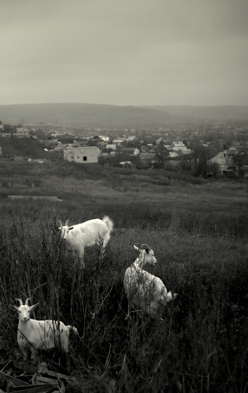 Белые козы - Ильгам Кильдеев