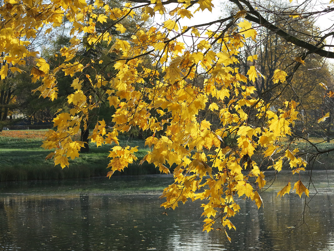 осень в парке - Наталья 