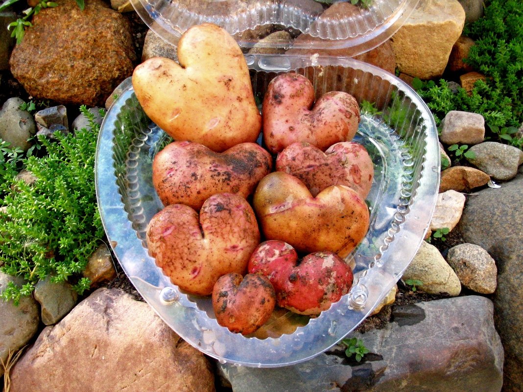 Любвеобильная картошка - Светлана Марасанова