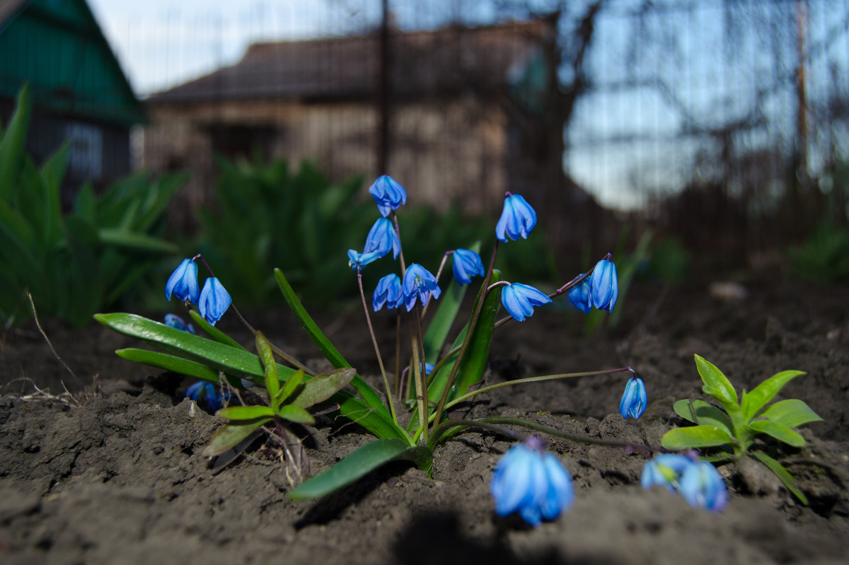 Весенние цветы - Виталий Кабицкий