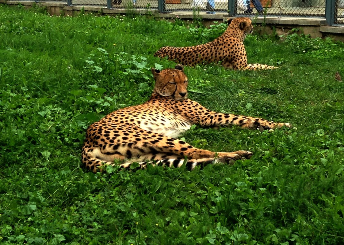 Леопард - Ольга Устинова
