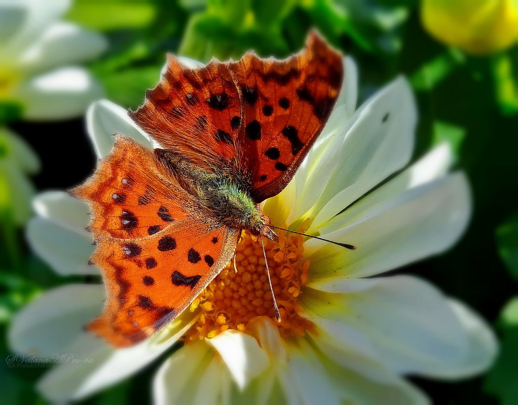 Бабочка-цветок - Svetlana Prolubshikov@