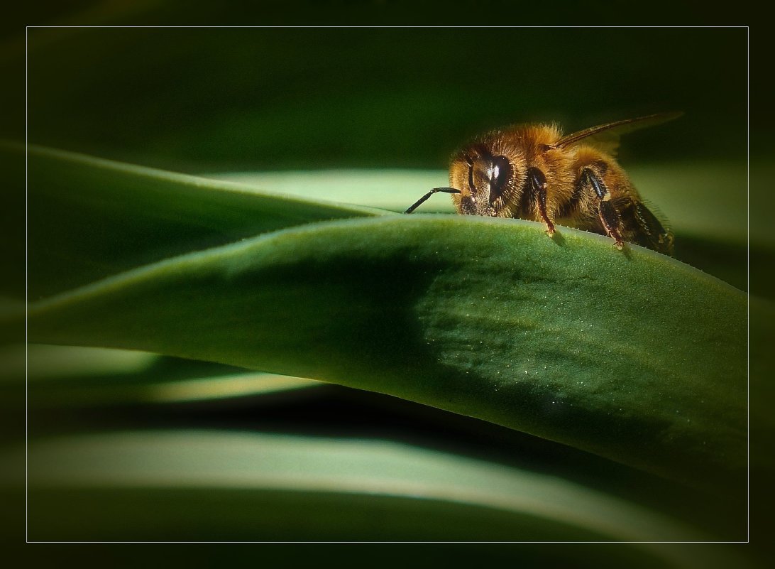 Весенняя пчела - Андрей Власов