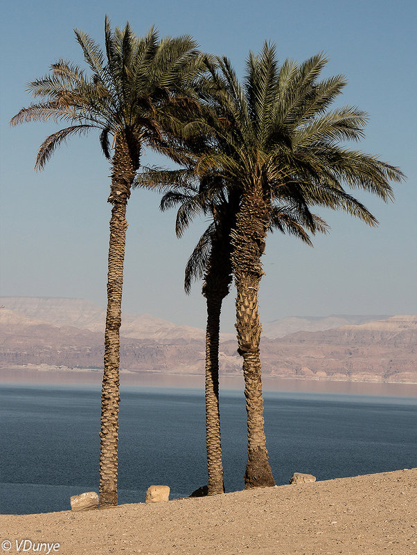 У Мертвого моря ... три гордые пальмы высоко росли - Vladimir Dunye