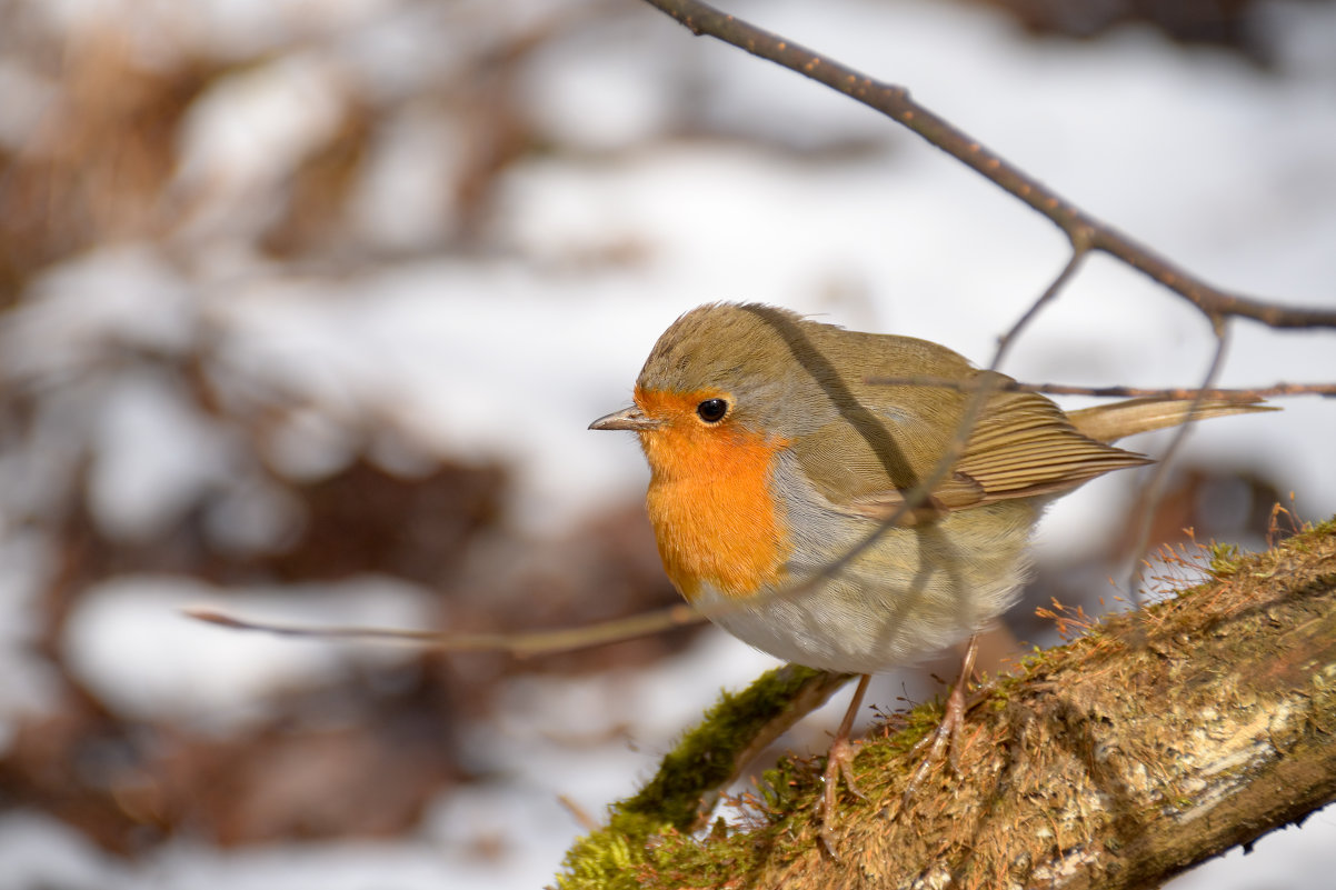 Птица с оранжевой грудкой зимой