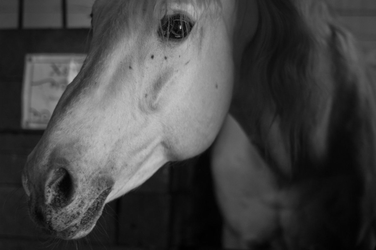 Лошадь - ирина шалагина