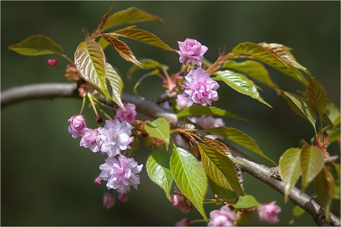 Запах цветущей весны - Алла Allasa