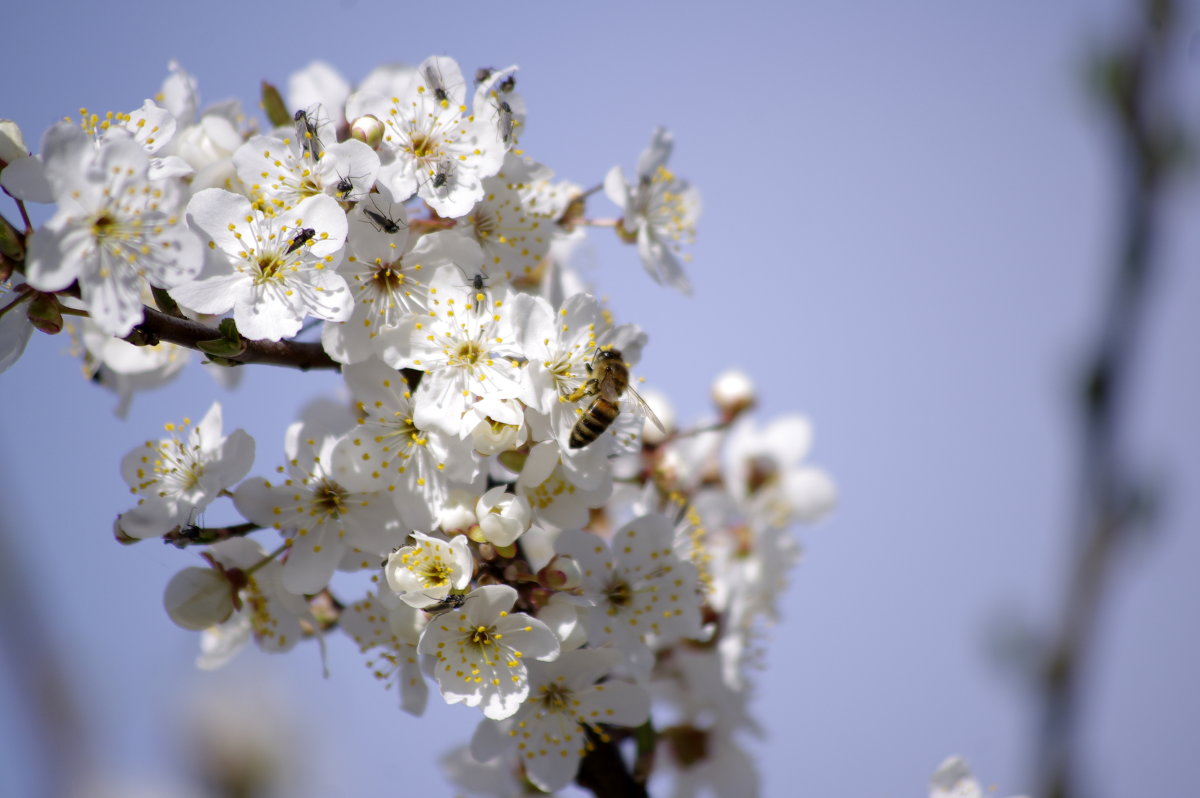 Весна...пчела....соцветие... - Алексей Климов