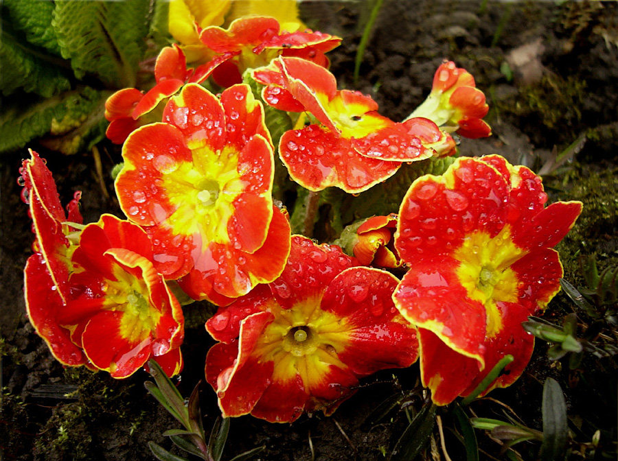 Красный цветочек - Stasys Idzelis