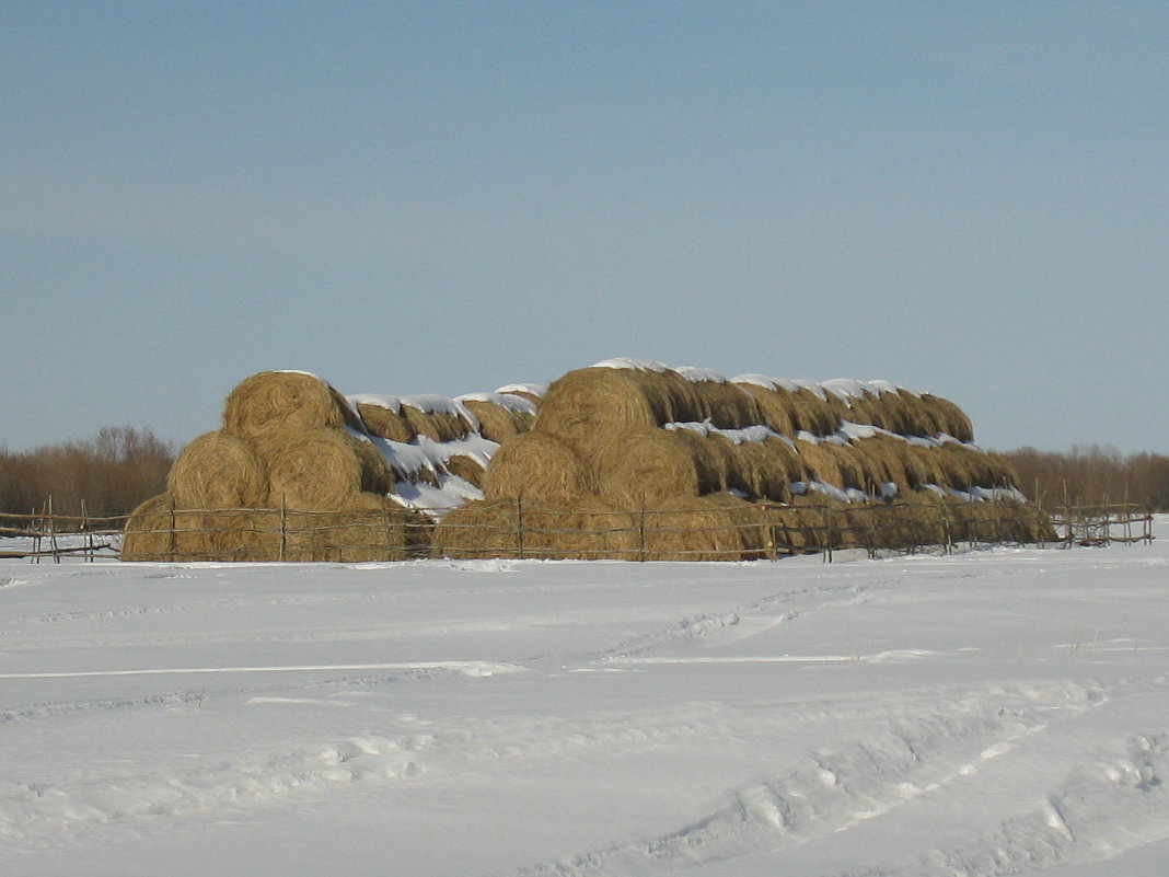 сено - Ольга 