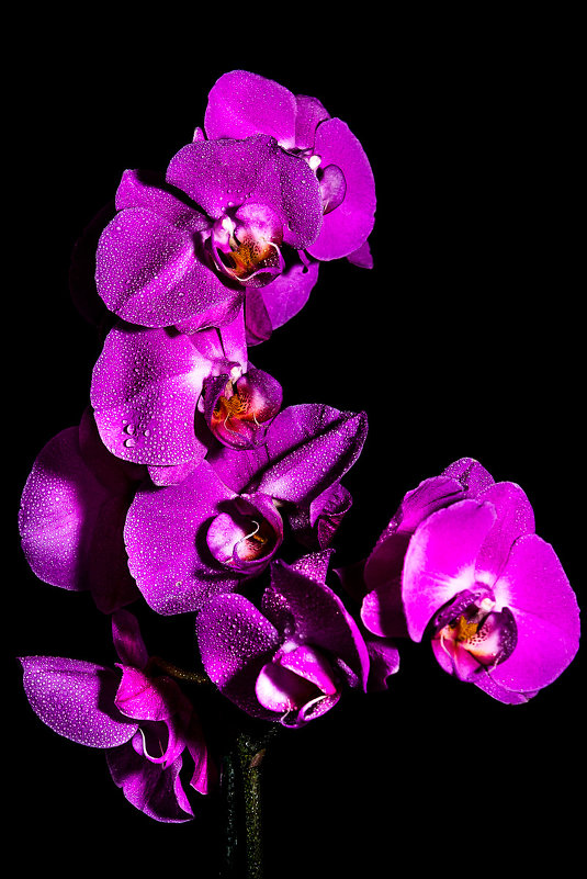 орхидея - Дмитрий Алексеев
