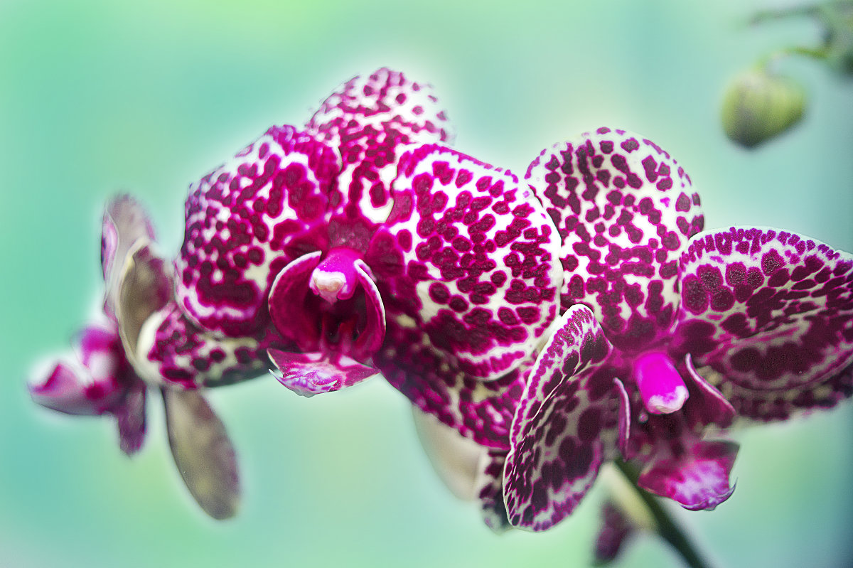 Орхидея - Alex Rogova