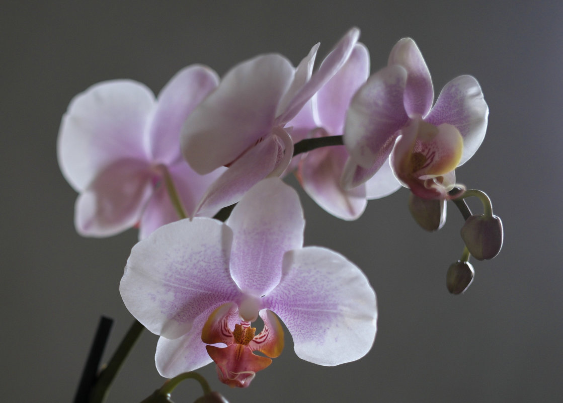 орхидеи - Ирина К