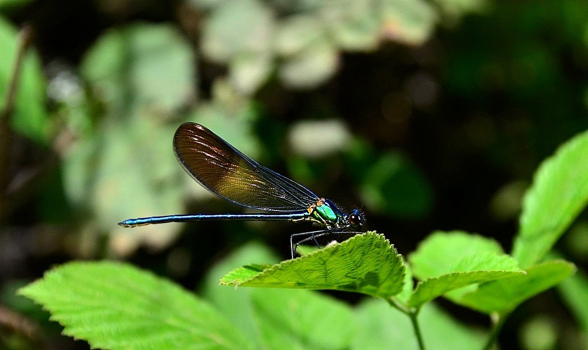 12.04.14 Стрекозка Calopteryx syriaca - Красотка сирийская - Борис Ржевский