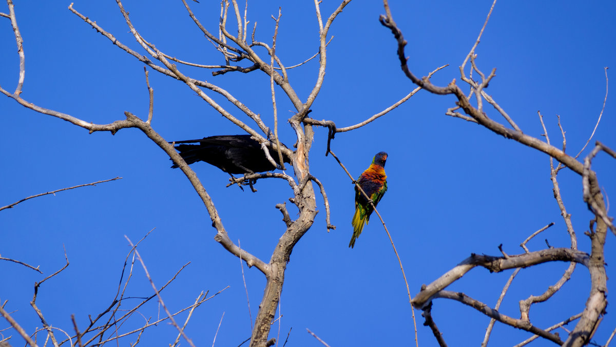 Birds - Maryana Chistol