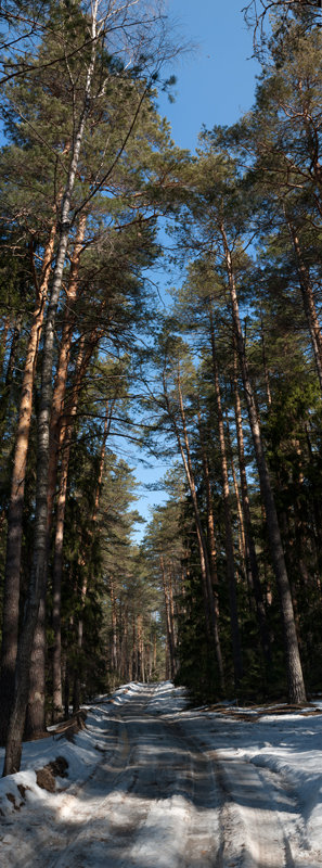 Панорама вертикальная Дорога в лесу - Валерий Плотников