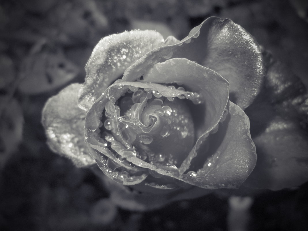 Роза.. - Alen Creative