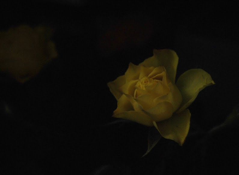 Цветок розы - Ксения 