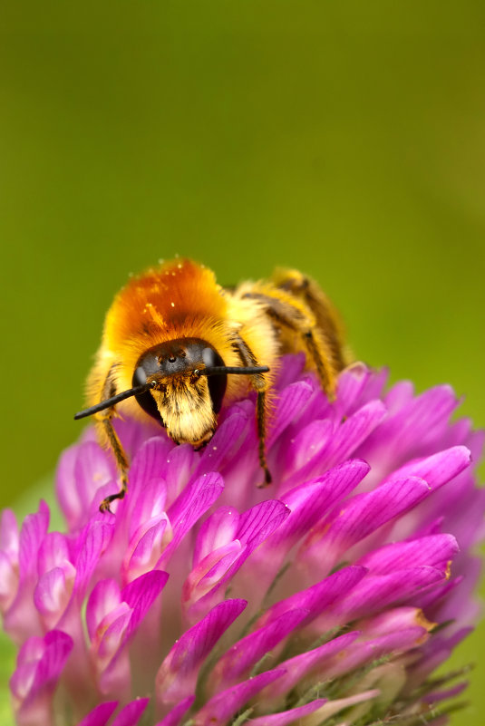 одиночная пчела - Aleksey Bibin