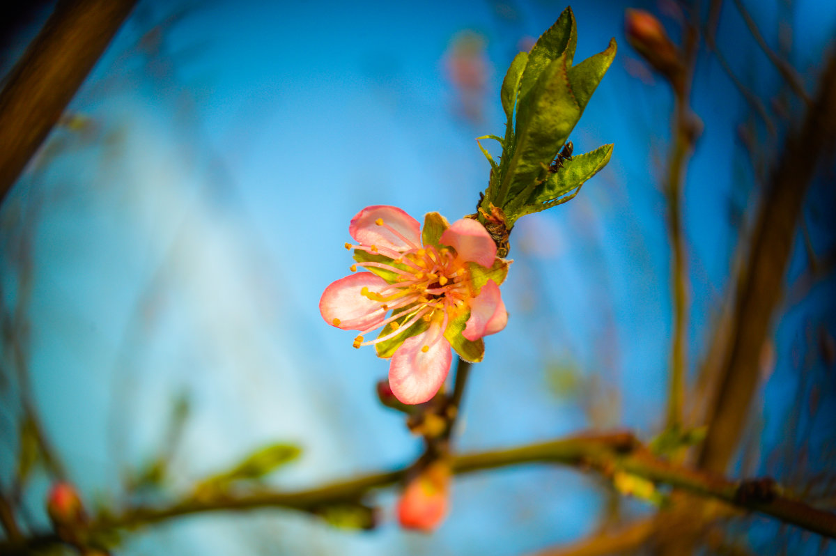 Цветок персика - Марина Захарова