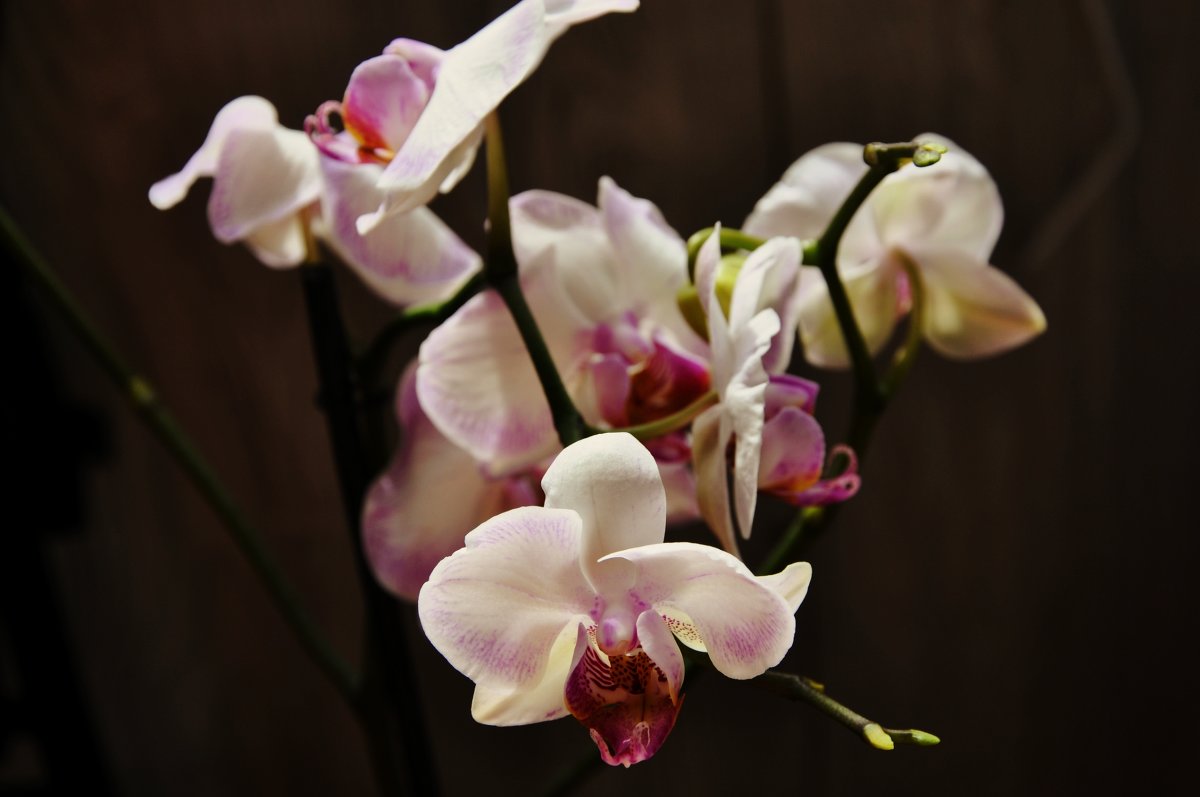 орхидея - Анна Маркина