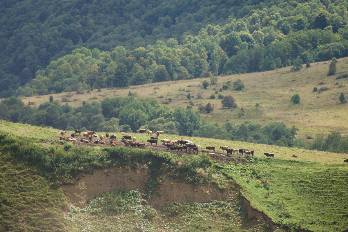 На лугу пасутся ко... - Мария 