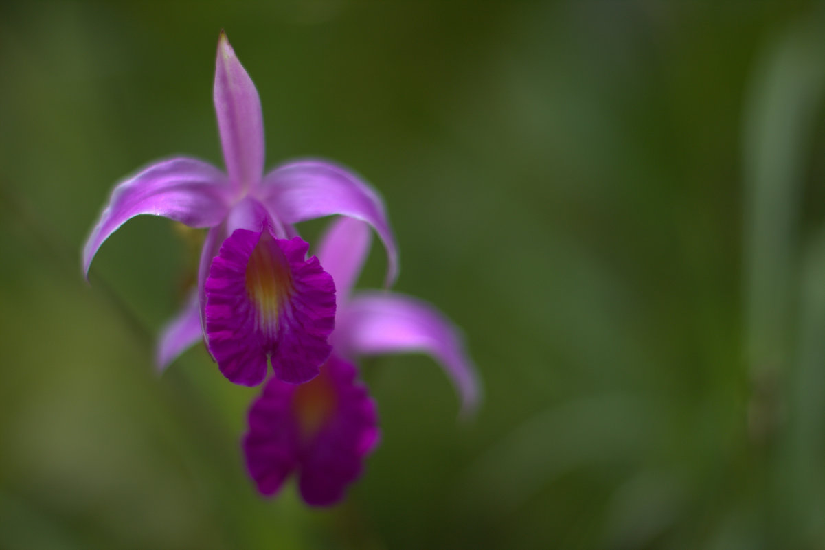 Орхидеи - brassy cjbrassy