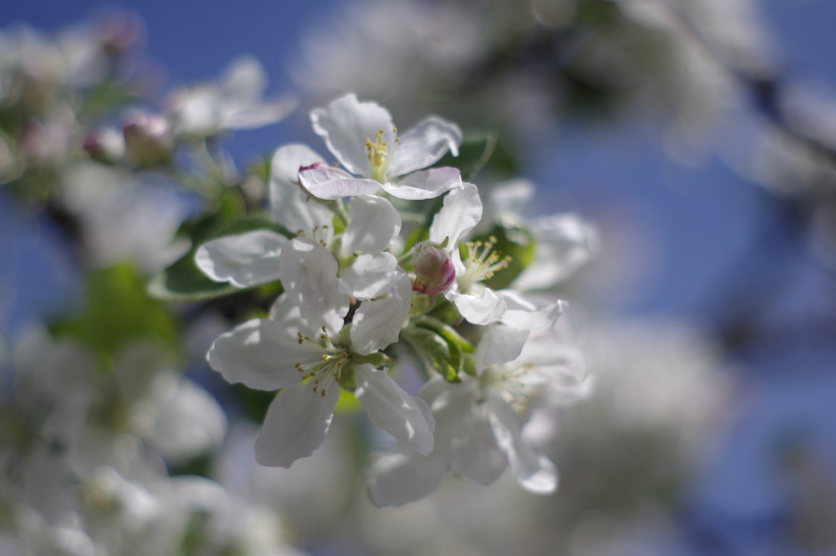 Яблочное цветение - Алексей Климов