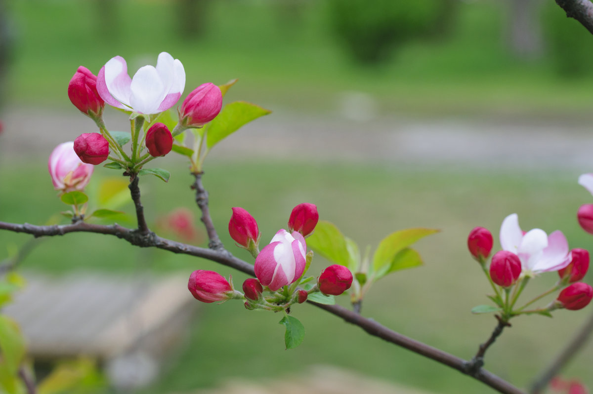 sakura - Roman Globa