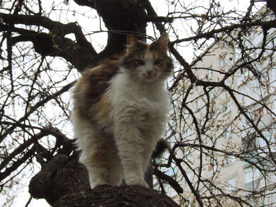 Кошка, хозяйка дерева) - ne.tochka 