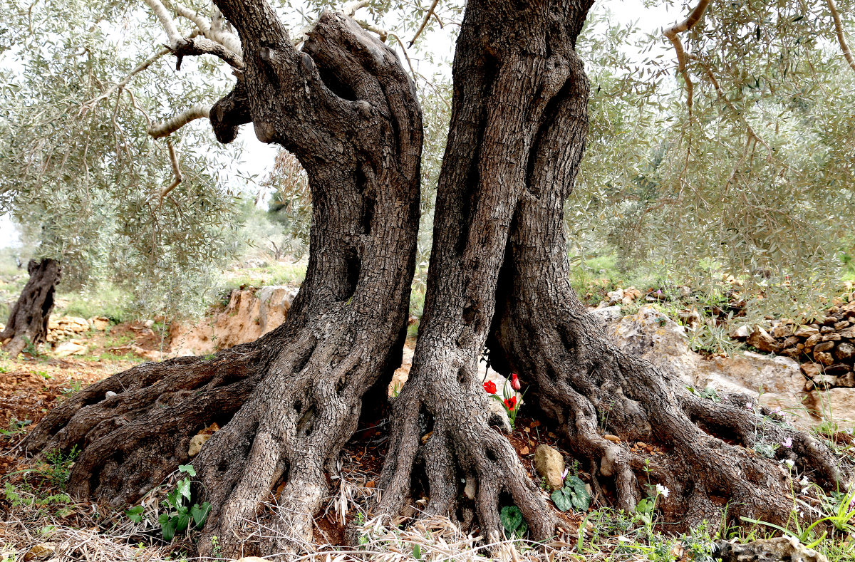1000 летнее оливковое дерево - Varvara 
