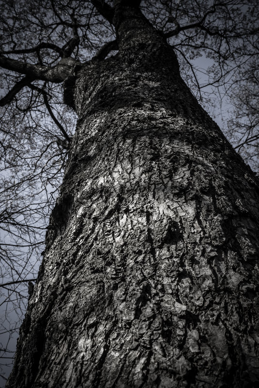 Кожа дерева - Георгий Пичугин