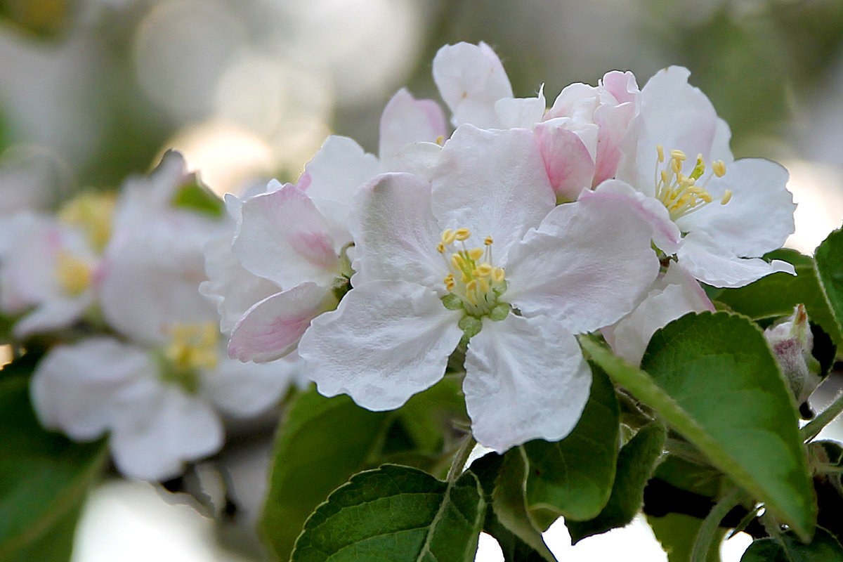 Яблонька в цвету - Аркадий Краснояров
