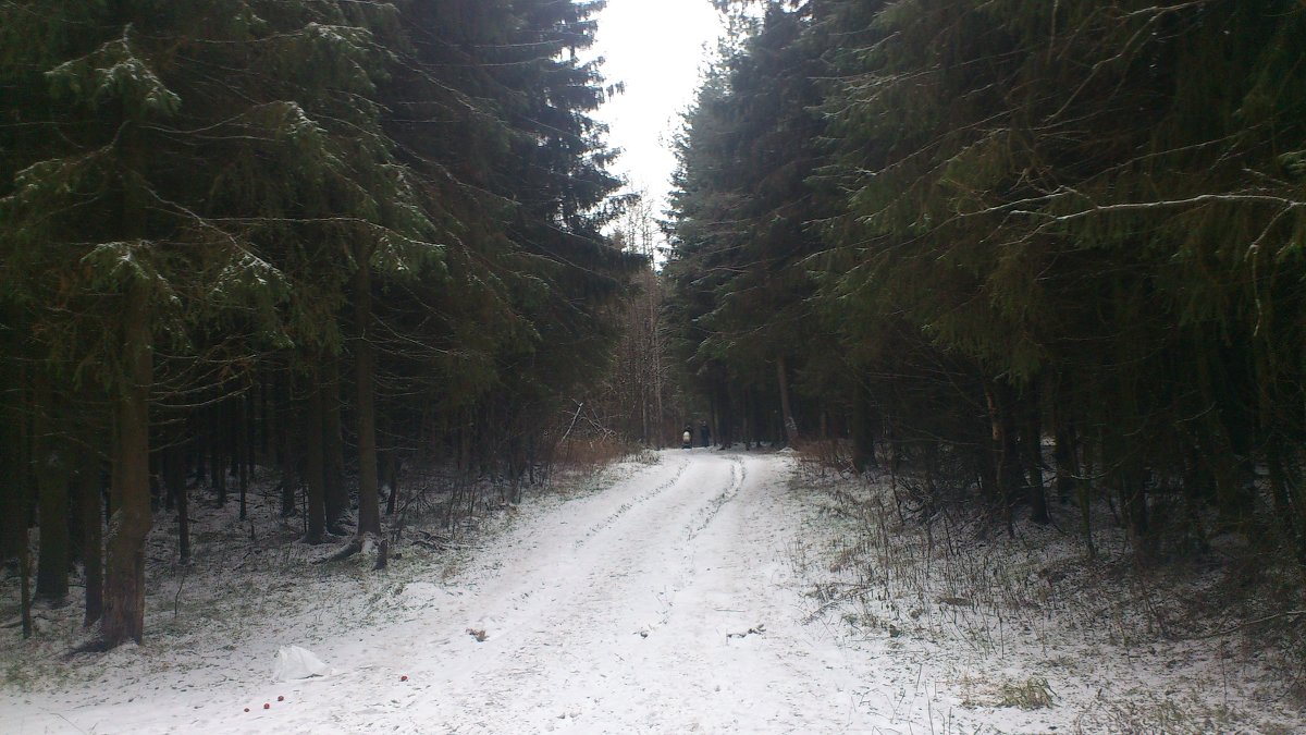 Дорога  в лесу - volmefod 