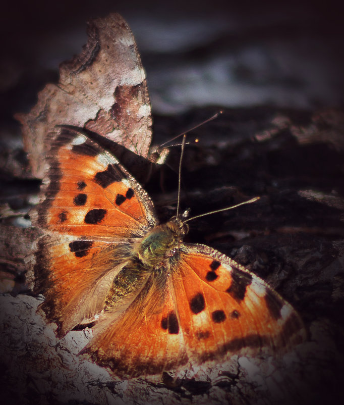 Бабочки - Ольга 