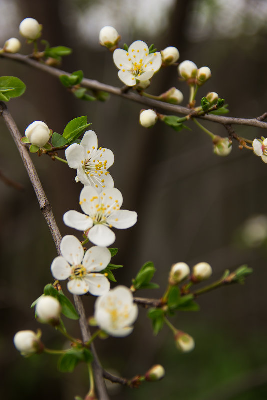 blooming spring - Катя Лысак