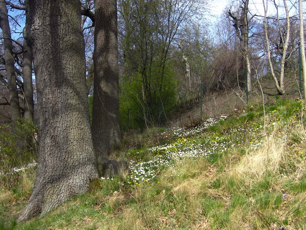 весна долгожданная - liudmila drake