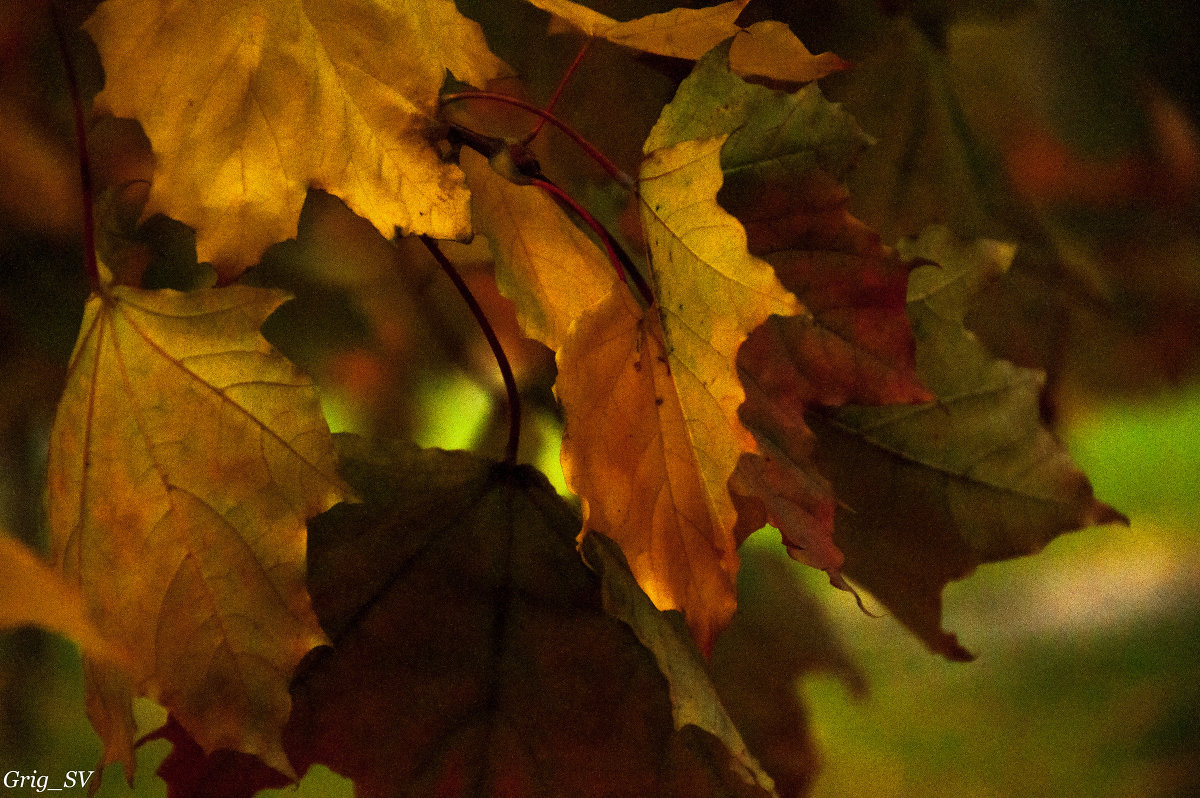 Осенние листья шумят на ветру - Светлана Григорьева
