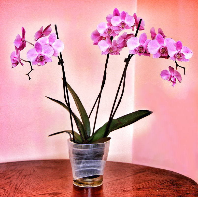 Фаленопсис (орхидея) - Ольга Ламзина