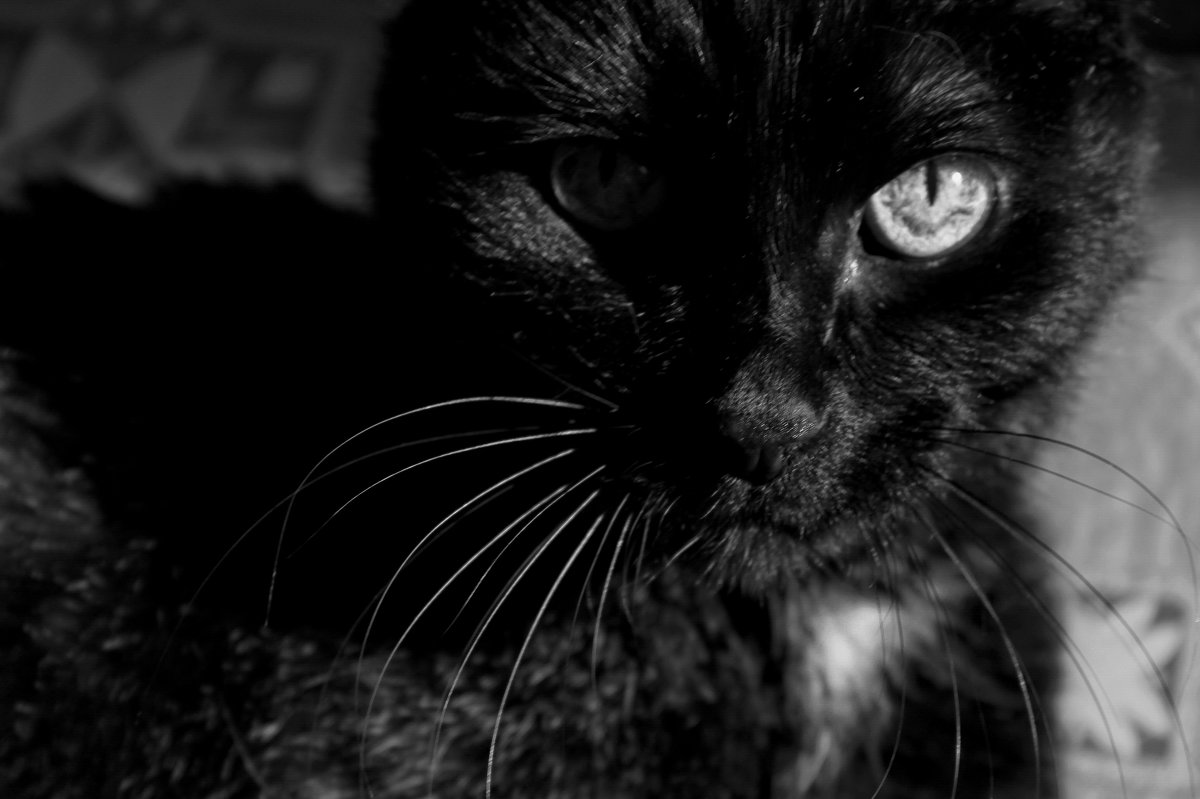 Черный кот - Мила Борисова