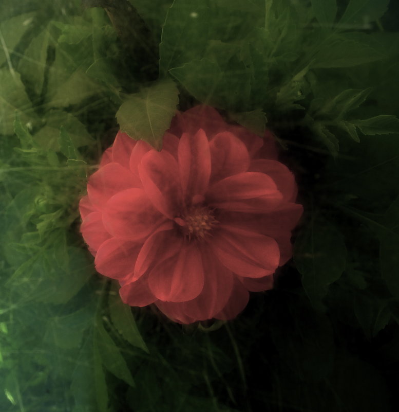 Красный цветок - Виктория 