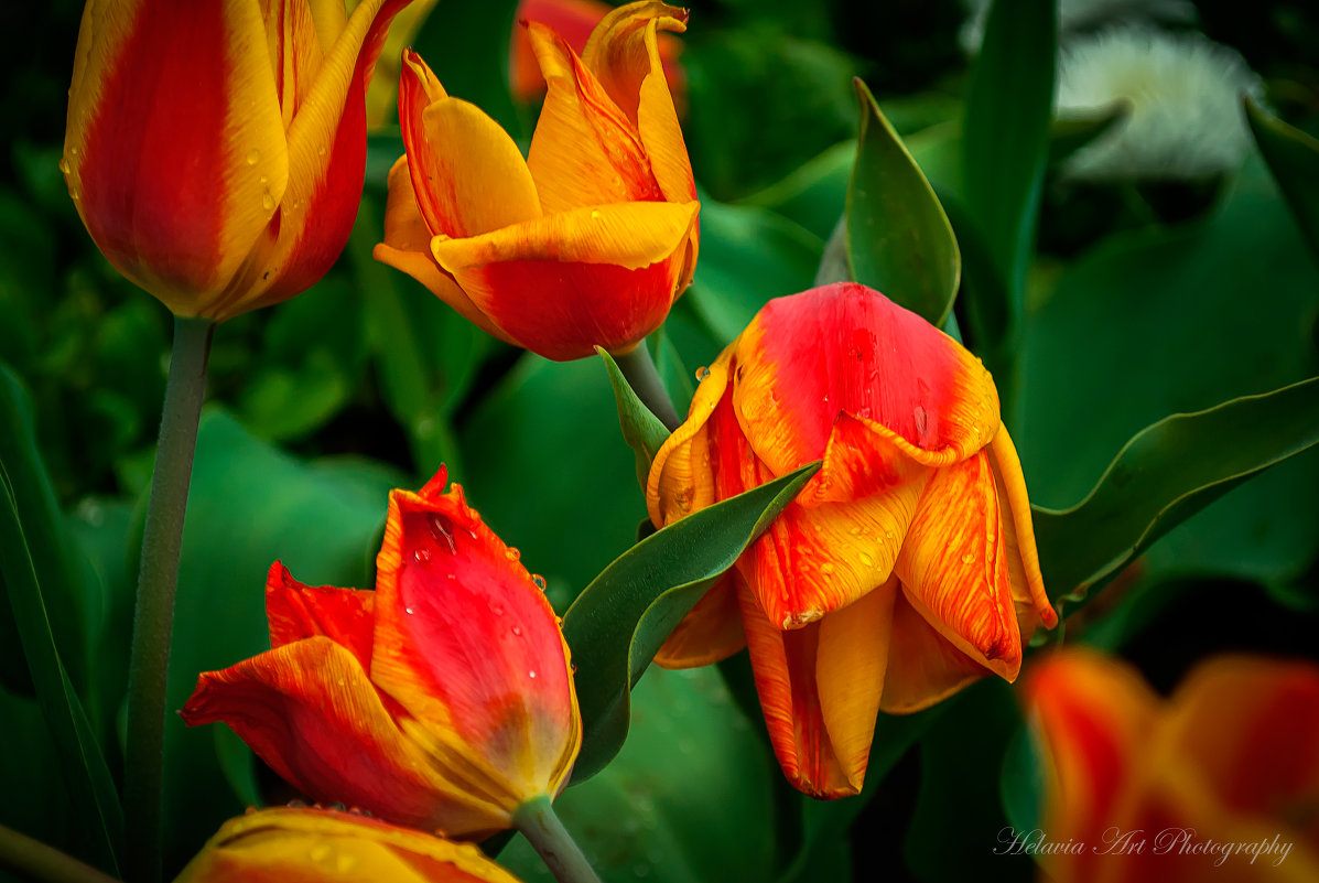 Огненные тюльпаны - Helavia *